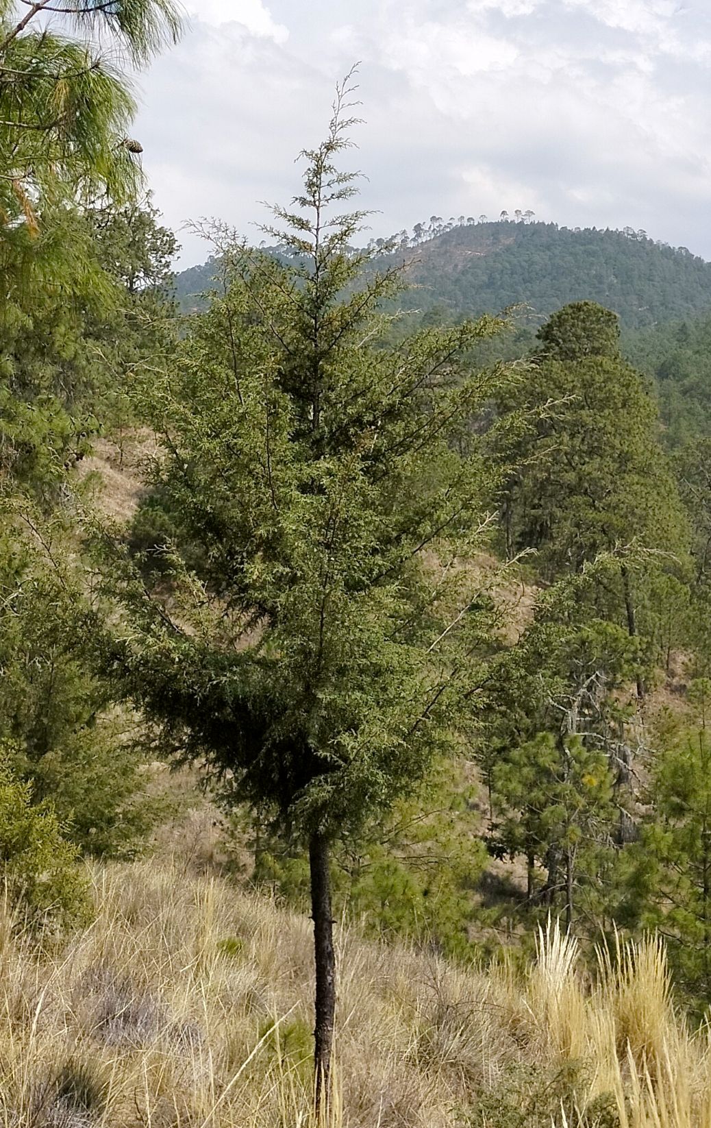 Cedro blanco joven de copa cónica en una ladera de pasto seco, con el monte detrás.