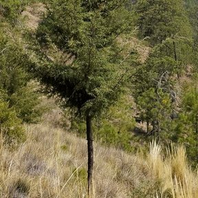 Cedro blanco joven de copa cónica en una ladera de pasto seco, con el monte detrás.