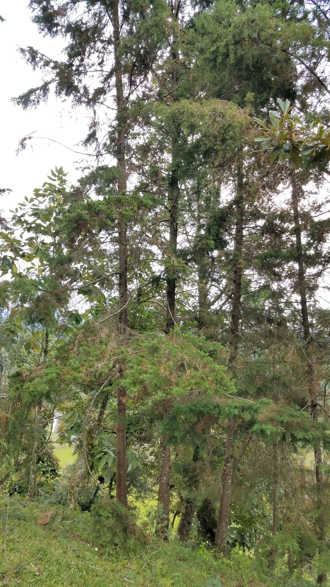 Grupo de cedros blancos altos y delgados en un jardín en pendiente.