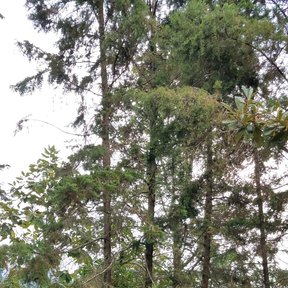 Grupo de cedros blancos altos y delgados en un jardín en pendiente.