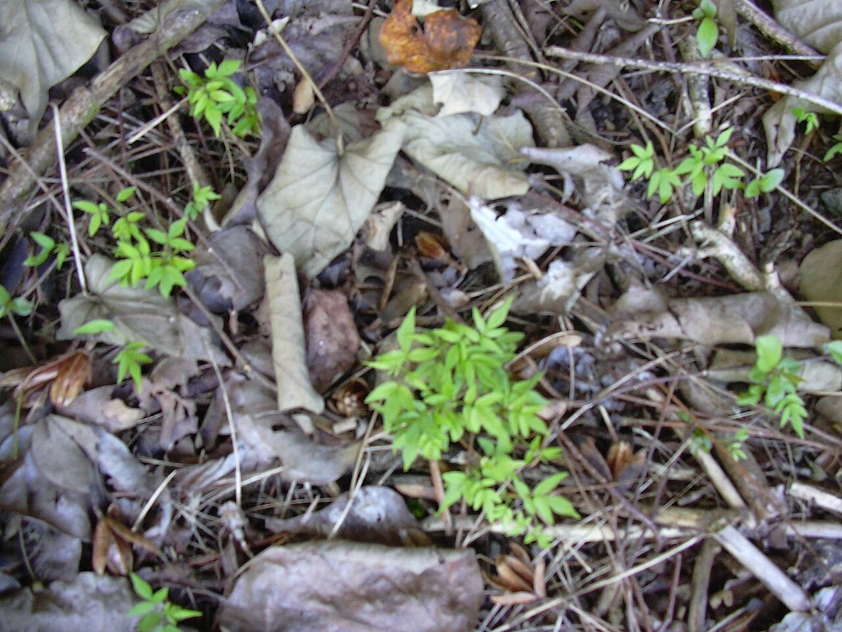 Plántulas de cedro rojo recién germinadas entre la hojarasca del suelo.