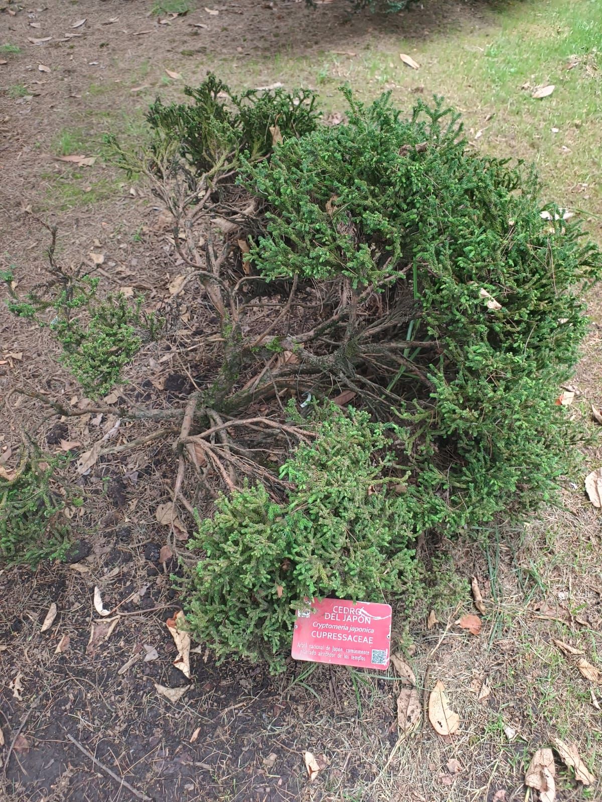 Planta baja y extendida con una etiqueta rosa clavada al pie, sobre tierra seca.