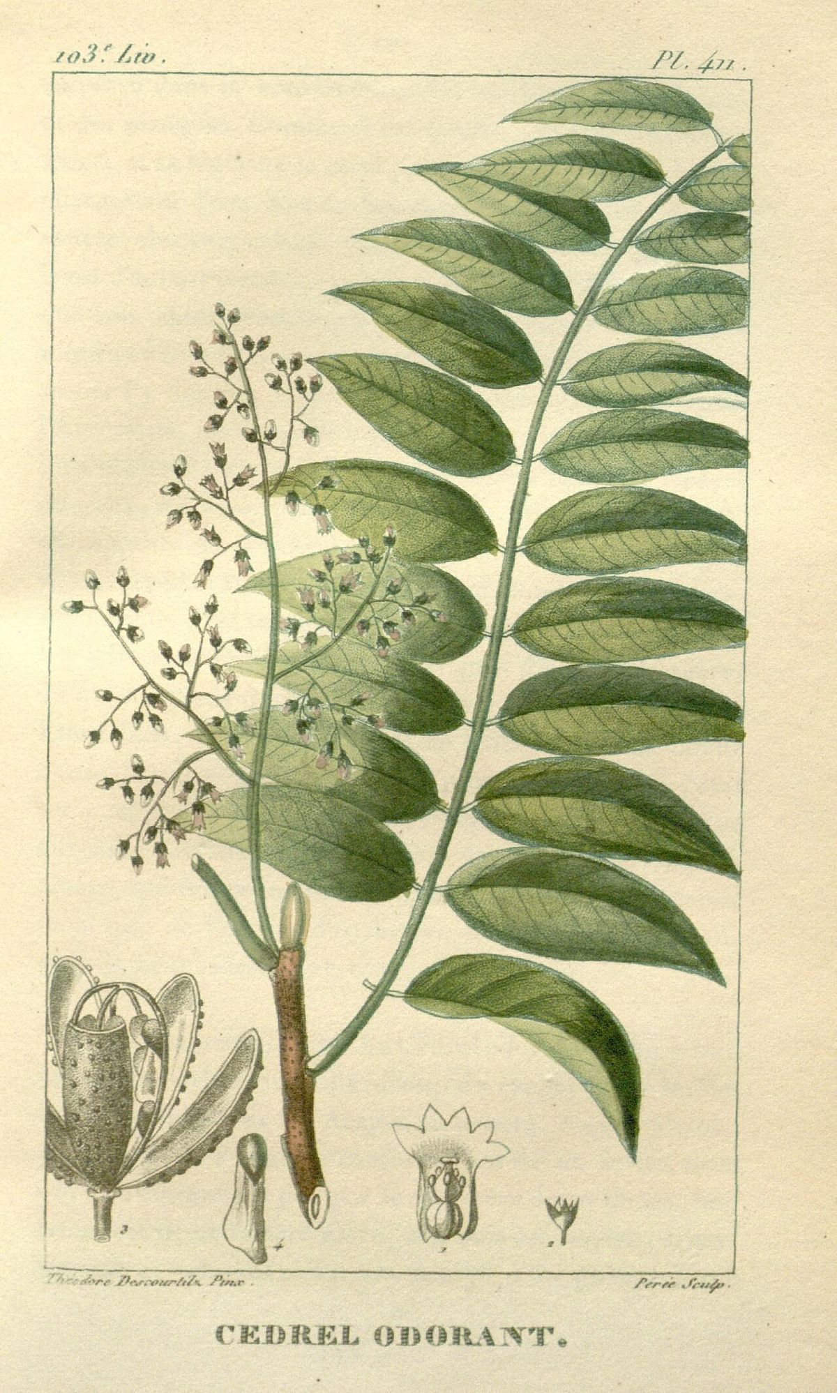 Lámina botánica antigua del cedro rojo con la hoja pinnada y detalles de la flor.