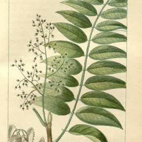 Lámina botánica antigua del cedro rojo con la hoja pinnada y detalles de la flor.