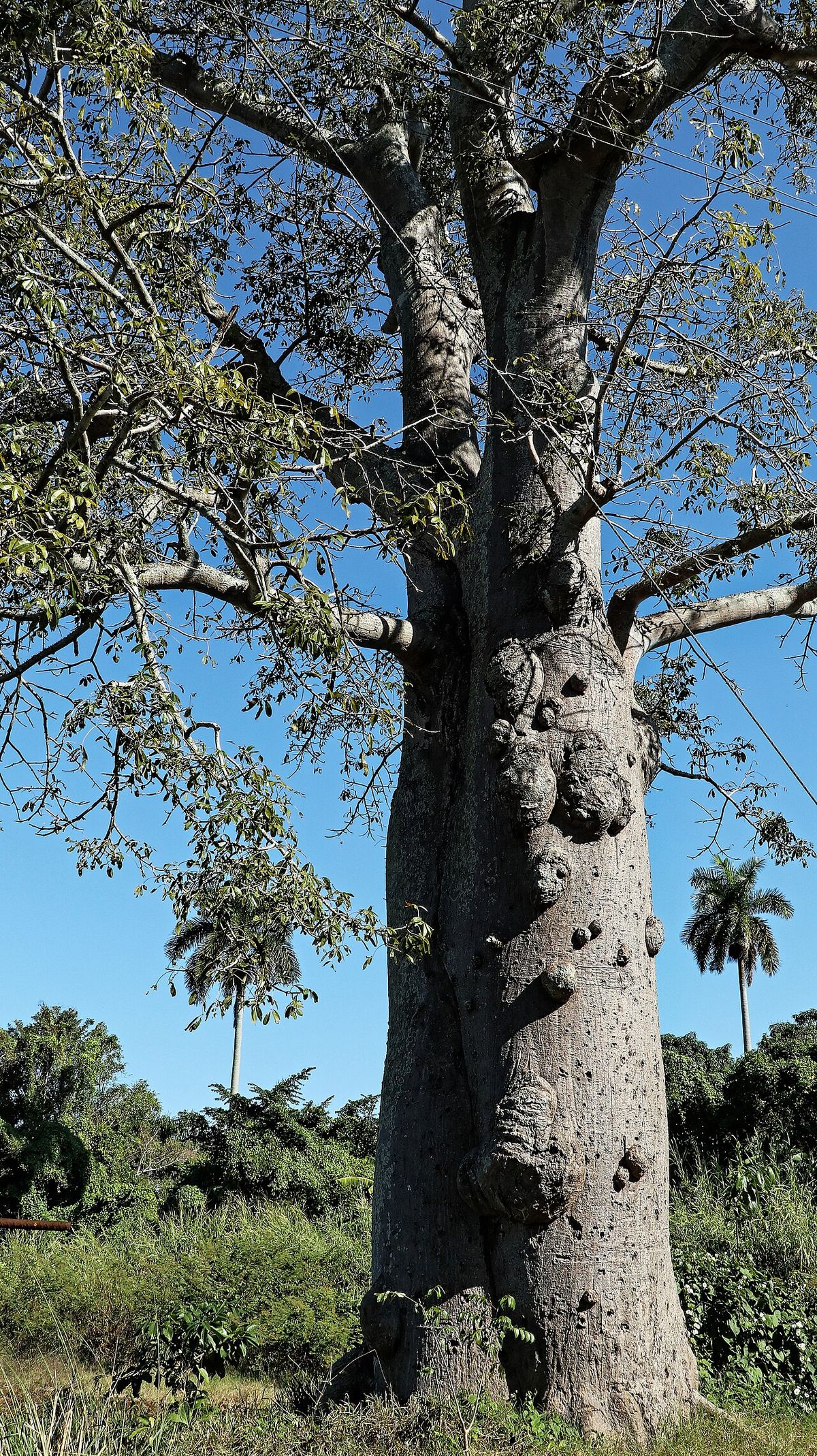 Tronco de ceiba cubierto de aguijones cónicos, con la copa desnuda arriba.