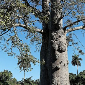Tronco de ceiba cubierto de aguijones cónicos, con la copa desnuda arriba.