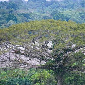 Ceiba de copa ancha y extendida emergiendo por encima del dosel de la selva.