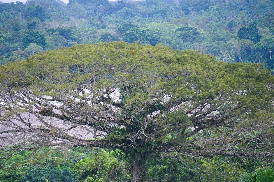 Ceiba de copa ancha y extendida emergiendo por encima del dosel de la selva.