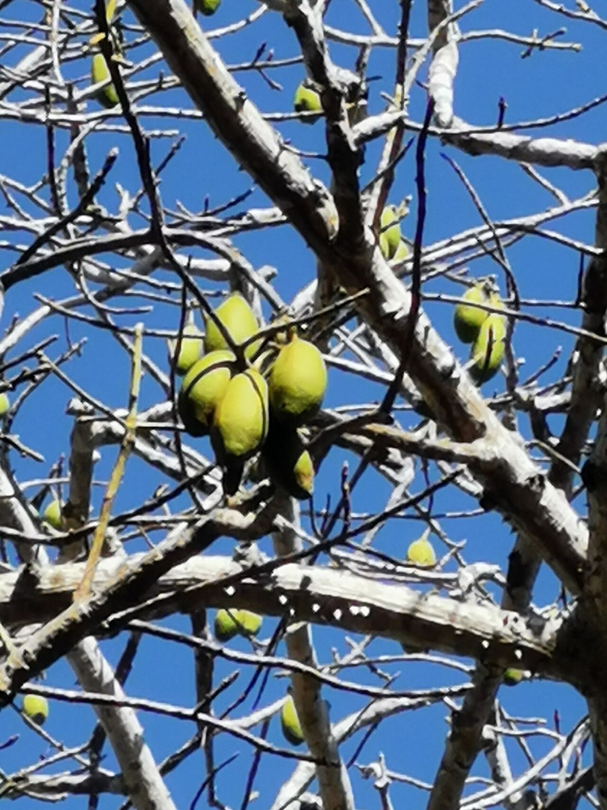 Frutos verdes de ceiba colgando de las ramas desnudas contra el cielo azul.