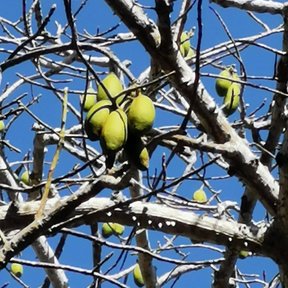 Frutos verdes de ceiba colgando de las ramas desnudas contra el cielo azul.