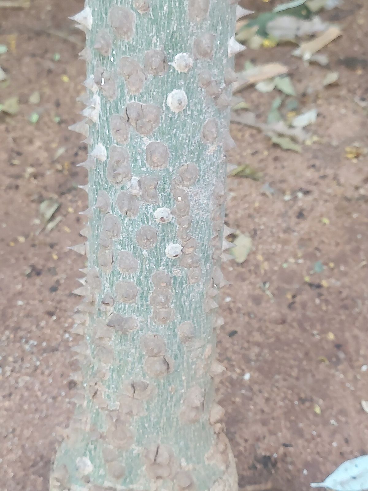 Corteza verdosa de una ceiba joven, erizada de aguijones cónicos y claros.