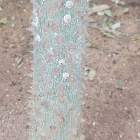 Corteza verdosa de una ceiba joven, erizada de aguijones cónicos y claros.