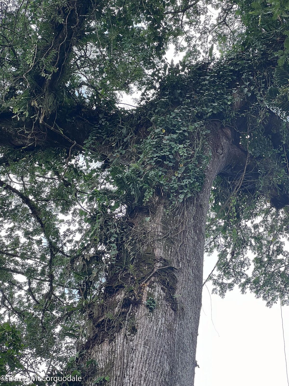 Tronco enorme de ceiba visto desde el pie, cubierto de plantas epífitas.