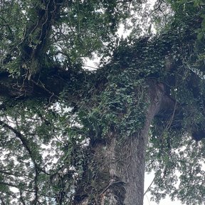 Tronco enorme de ceiba visto desde el pie, cubierto de plantas epífitas.