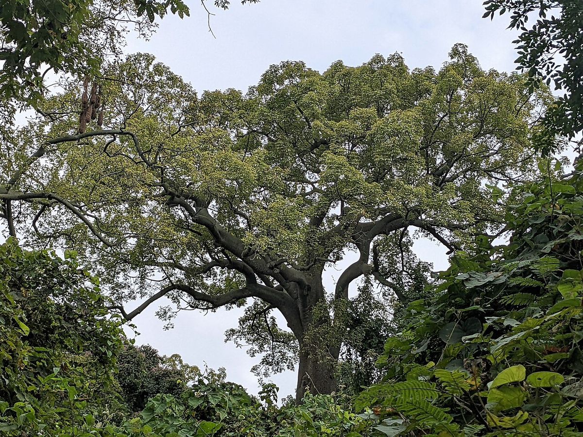 Ceiba de ramas horizontales y copa amplia recortada contra un cielo claro.