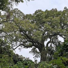 Ceiba de ramas horizontales y copa amplia recortada contra un cielo claro.