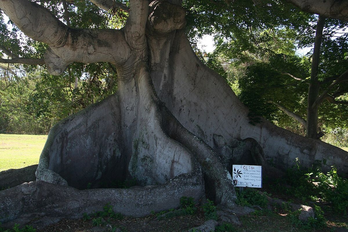 Raíces tabulares de una ceiba vieja extendidas como muros sobre el pasto.
