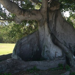 Raíces tabulares de una ceiba vieja extendidas como muros sobre el pasto.