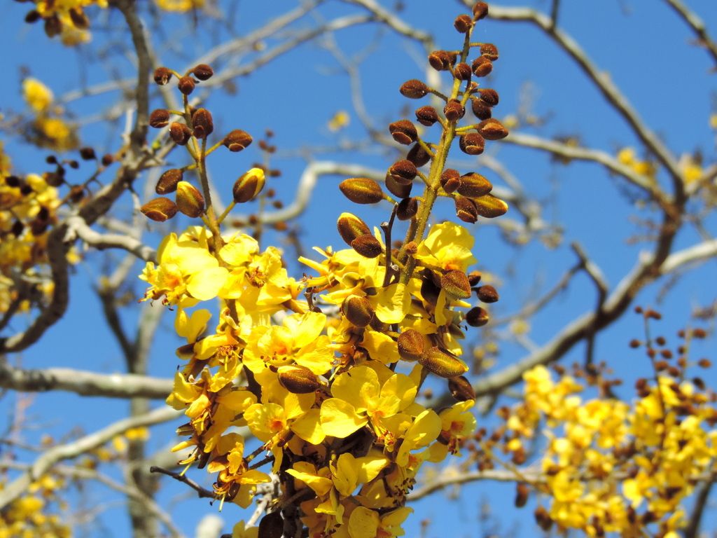 Racimo de flores amarillas de iguanero recortado contra un cielo azul intenso.