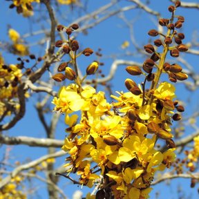 Racimo de flores amarillas de iguanero recortado contra un cielo azul intenso.
