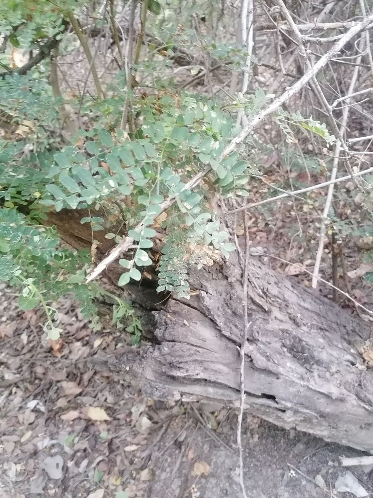 Follaje bipinnado de iguanero creciendo sobre un tronco caído y descortezado.