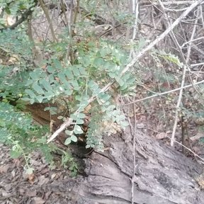 Follaje bipinnado de iguanero creciendo sobre un tronco caído y descortezado.