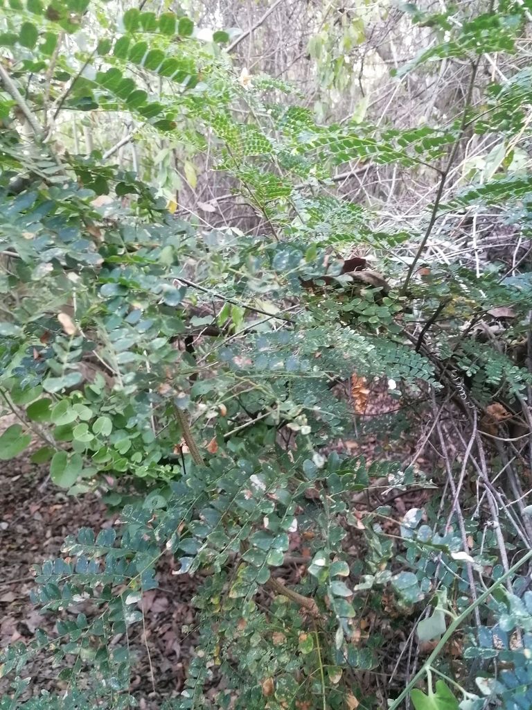 Hojas bipinnadas y grisáceas de iguanero extendidas sobre el matorral seco.
