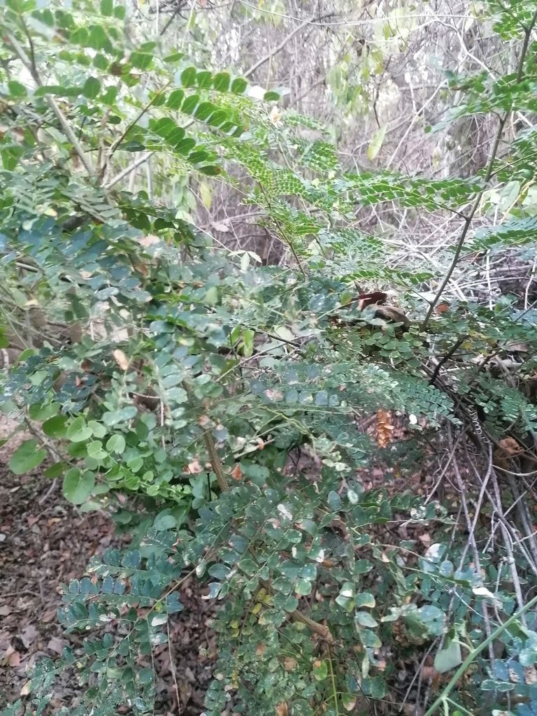 Ramas de iguanero con hojas bipinnadas y una vaina seca colgando.