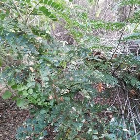 Ramas de iguanero con hojas bipinnadas y una vaina seca colgando.