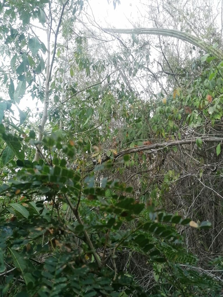 Follaje de iguanero visto desde abajo, con las ramas curvadas contra el cielo.