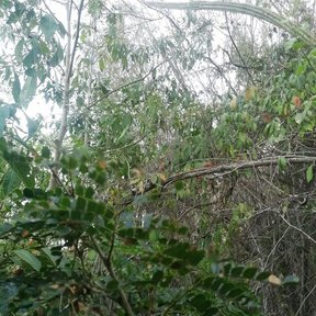 Follaje de iguanero visto desde abajo, con las ramas curvadas contra el cielo.