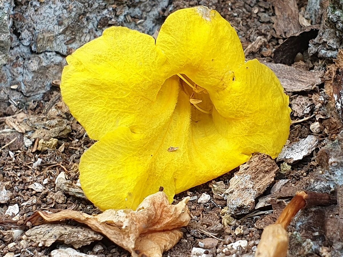 Una flor amarilla caída de kitamché sobre la hojarasca y la piedra caliza.