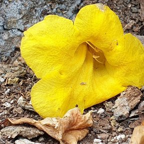 Una flor amarilla caída de kitamché sobre la hojarasca y la piedra caliza.
