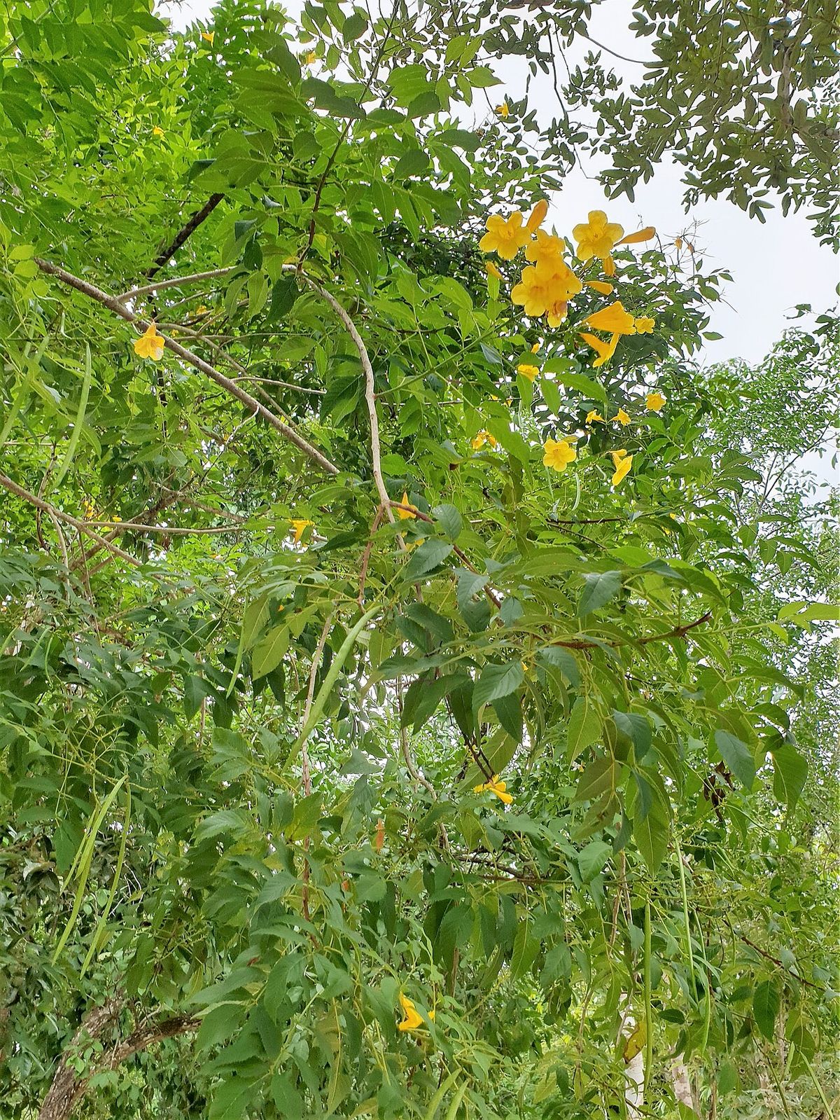 Kitamché en flor visto desde el pie, con el amarillo salpicando la copa.
