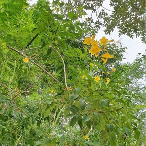 Kitamché en flor visto desde el pie, con el amarillo salpicando la copa.