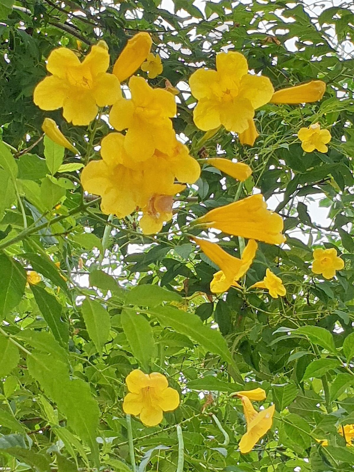 Flores amarillas y abiertas de kitamché agrupadas entre las hojas.