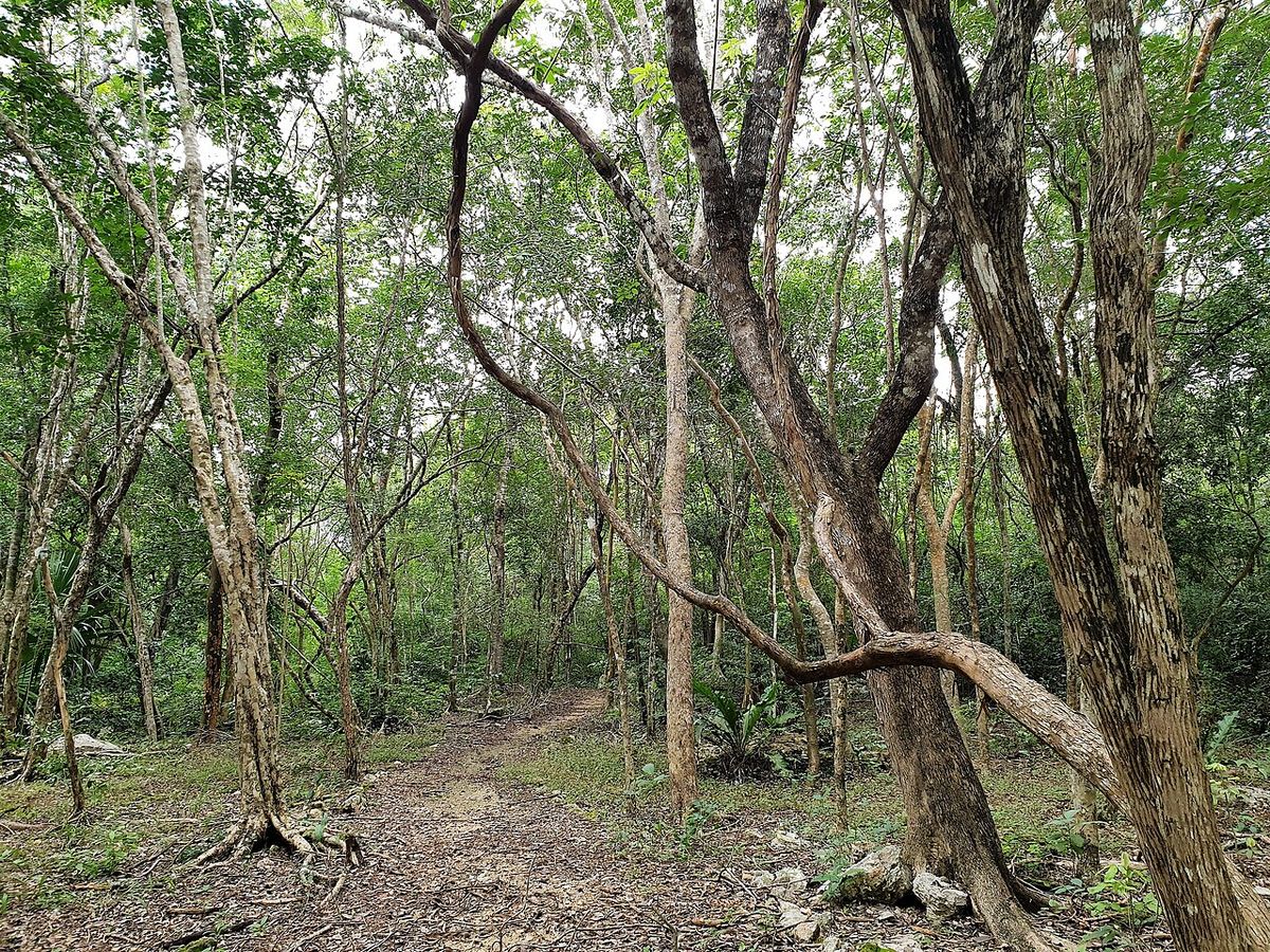 Monte de kitamchés de troncos delgados y claros, con un sendero de tierra.