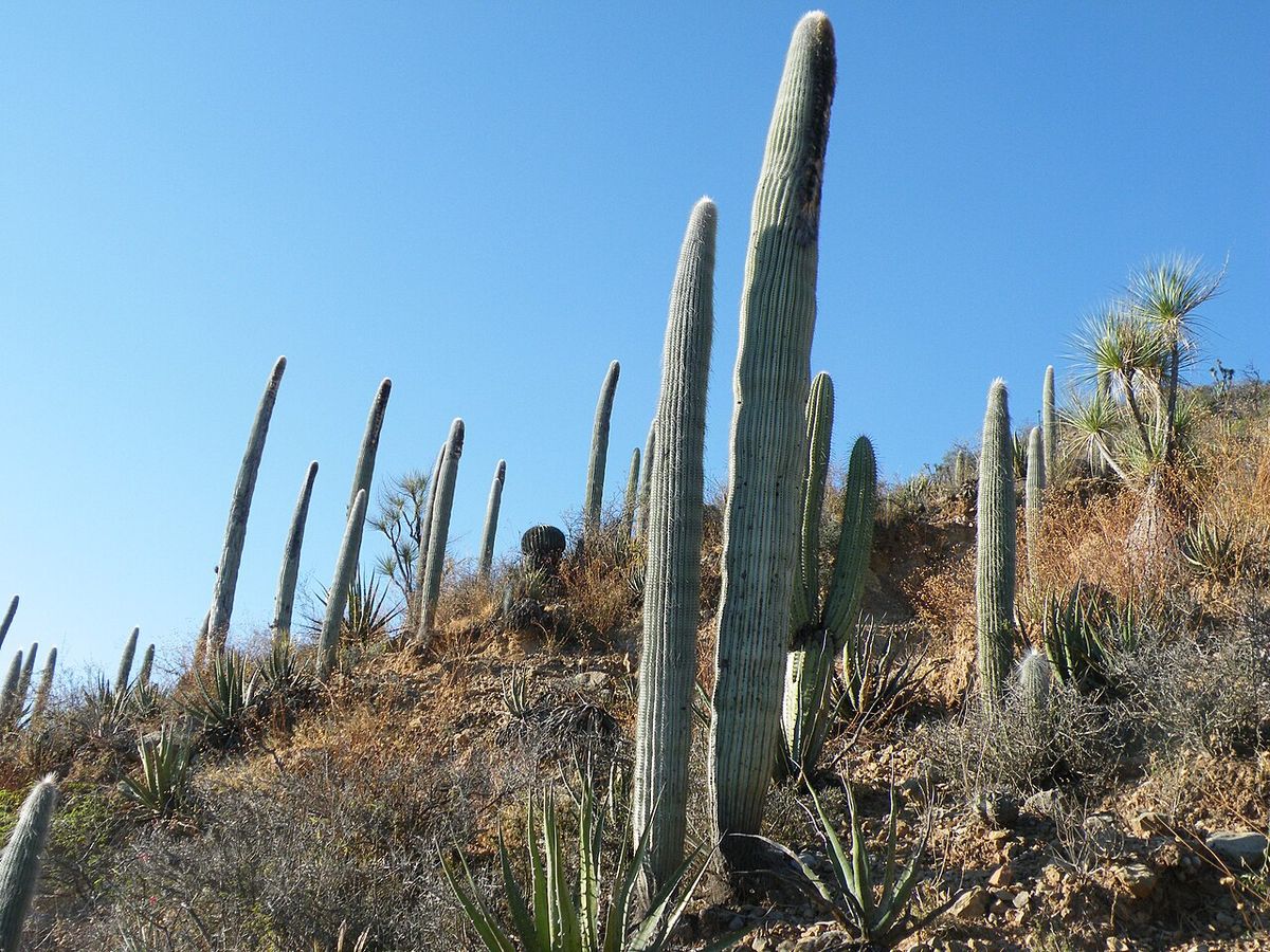 Viejitos columnares levantados en una ladera seca, entre agaves y matorral.