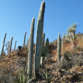 Viejitos columnares levantados en una ladera seca, entre agaves y matorral.