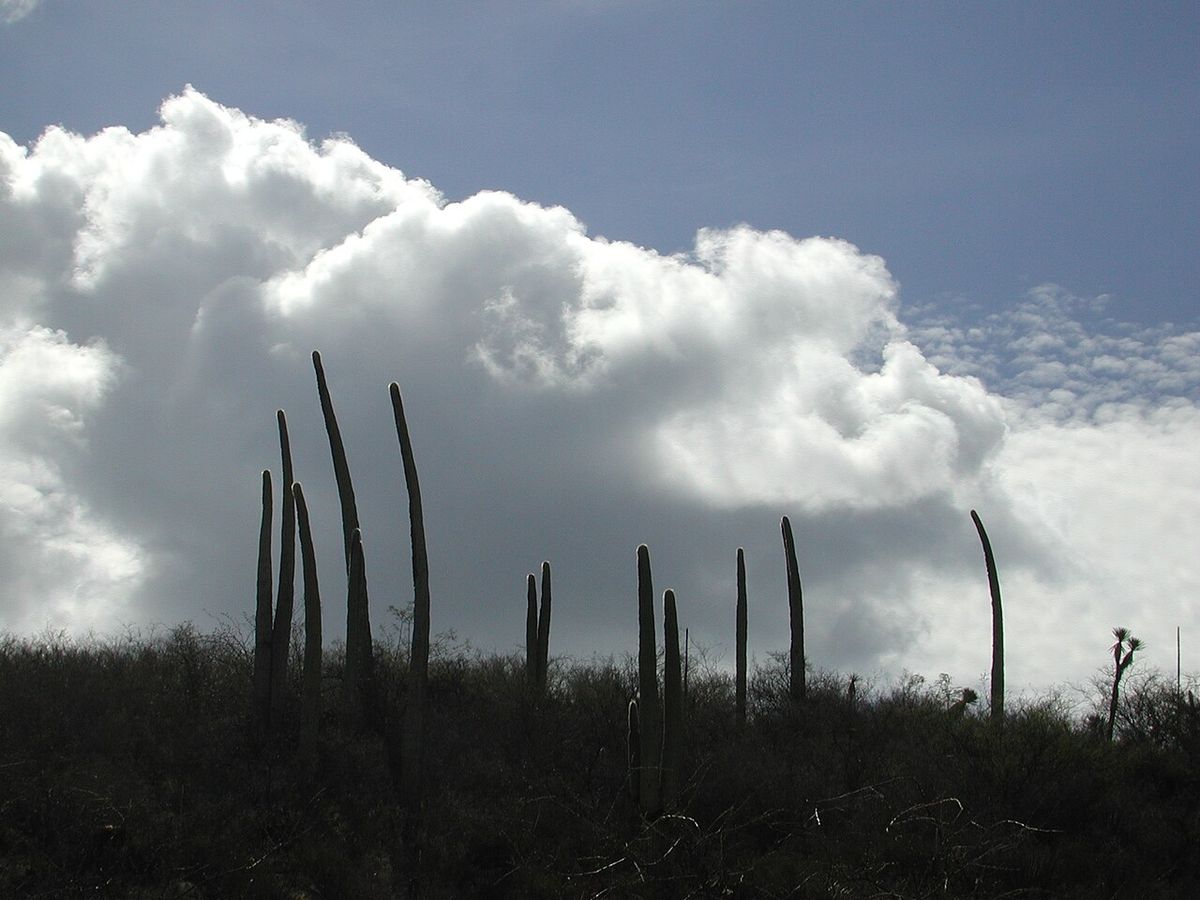 Siluetas de viejitos recortadas contra un cielo de nubes blancas y altas.