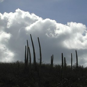 Siluetas de viejitos recortadas contra un cielo de nubes blancas y altas.
