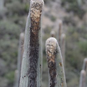 Puntas de dos viejitos con el cefalio lanudo y pardo, en el monte seco.