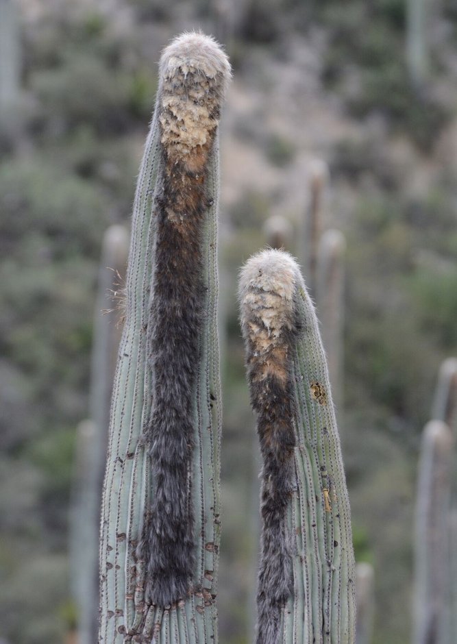 Puntas de dos viejitos con el cefalio lanudo y pardo, en el monte seco.