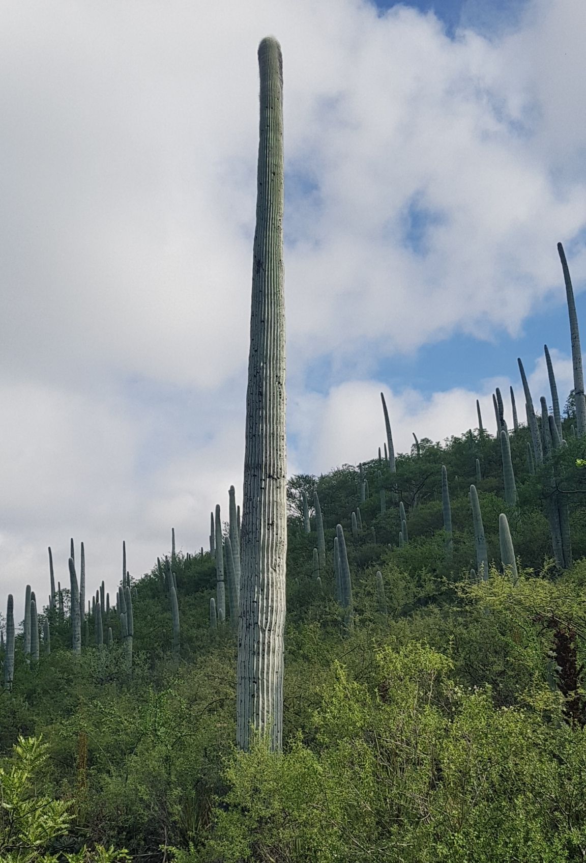Viejito alto y solitario sobre la ladera, con más columnas al fondo.