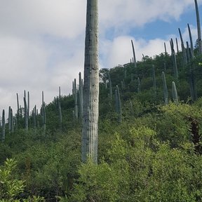 Viejito alto y solitario sobre la ladera, con más columnas al fondo.