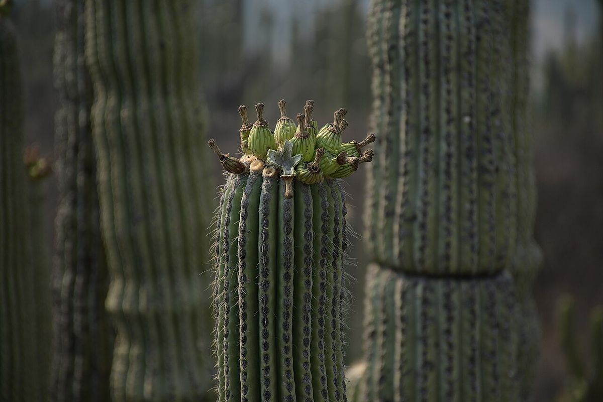 Botones florales de tetetzo apiñados en la punta de un brazo, entre las espinas.