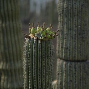 Botones florales de tetetzo apiñados en la punta de un brazo, entre las espinas.