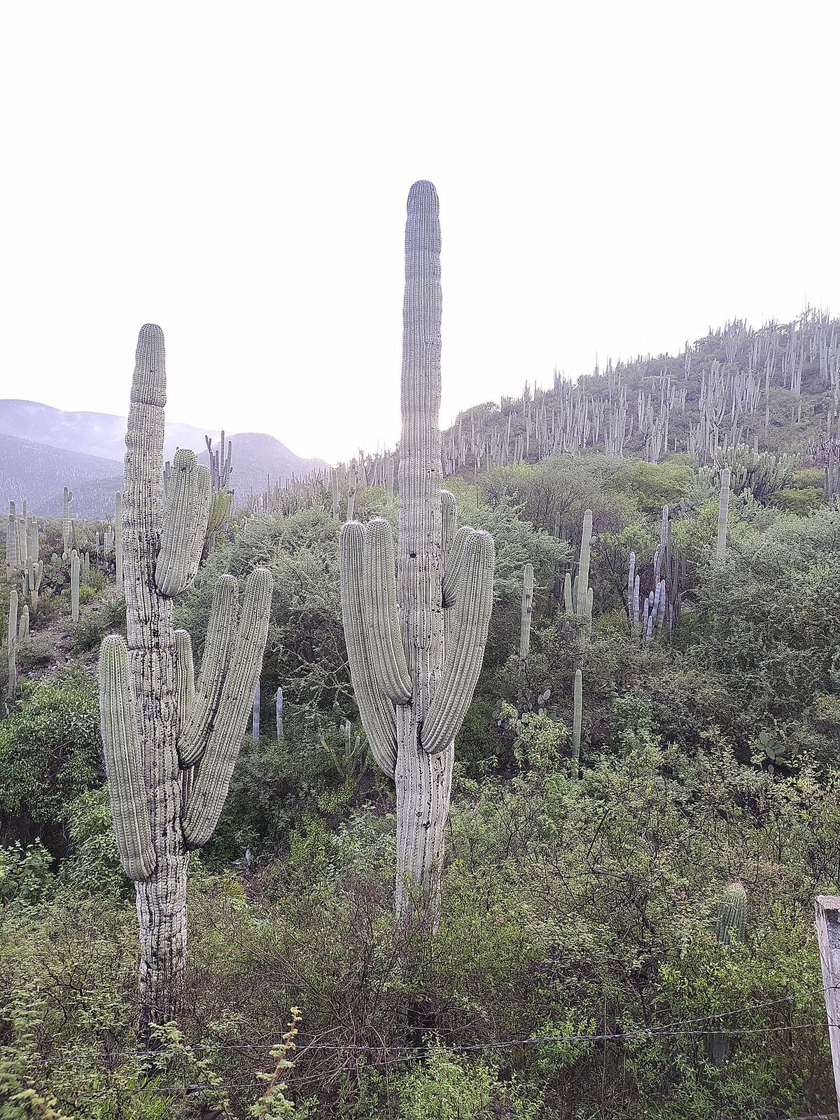 Tetetzos columnares repartidos por la ladera, con el valle al fondo.