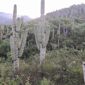 Tetetzos columnares repartidos por la ladera, con el valle al fondo.