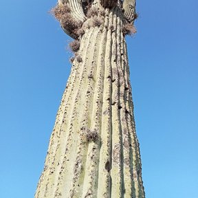 Tetetzo alto visto desde el pie, con los brazos y el cefalio lanudo arriba.